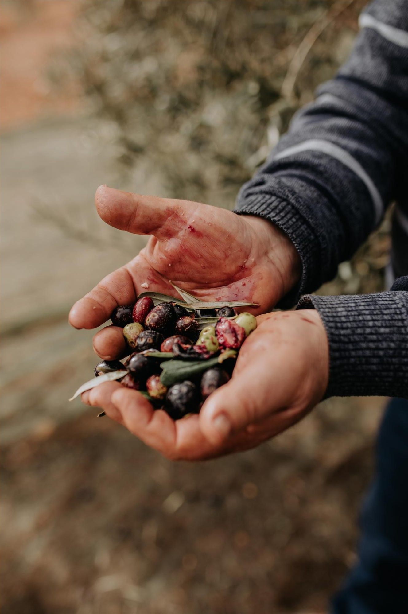 Manos de agricultor sosteniendo aceitunas negras reci&eacute;n recogidas