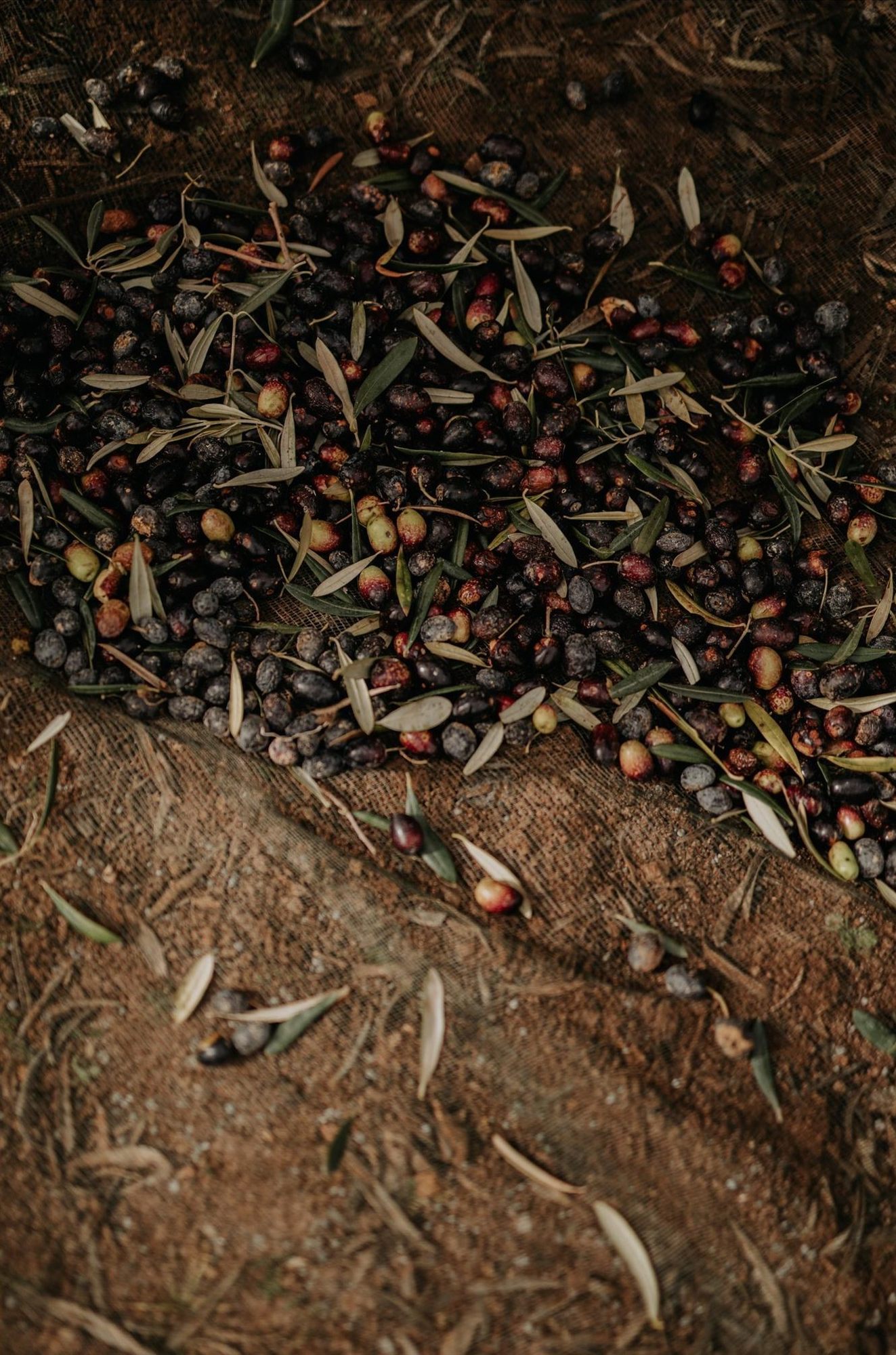Aceitunas negras reci&eacute;n vareadas sobre la malla de recolecci&oacute;n