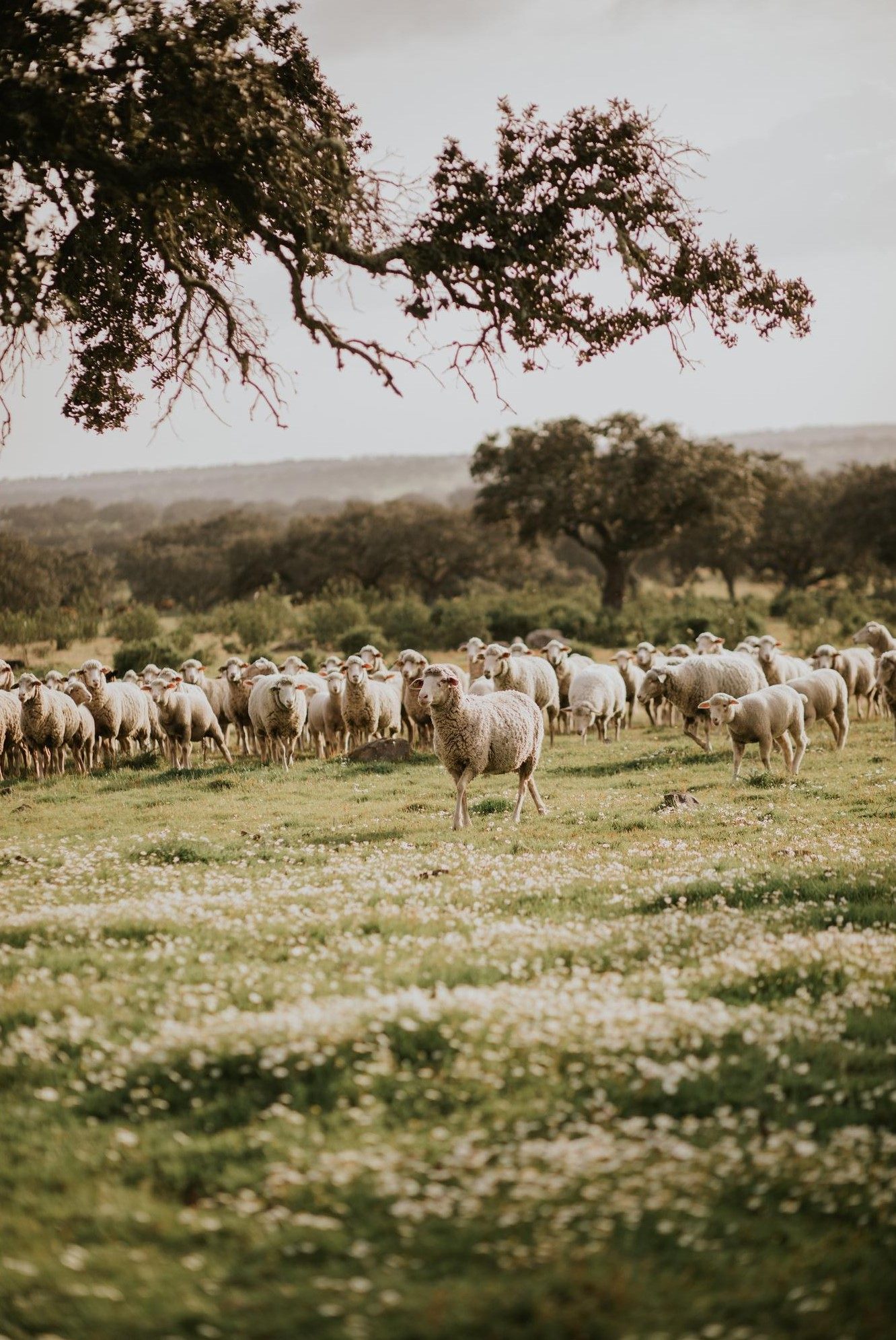 Reba&ntilde;o de ovejas pastando bajo una encina en pradera andaluza